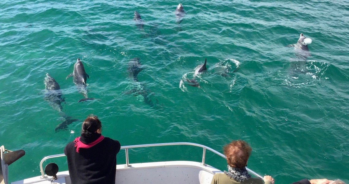 MV FreeSpirit cruise boat on Wallis Lake with dolphins at the bow, Forster NSW