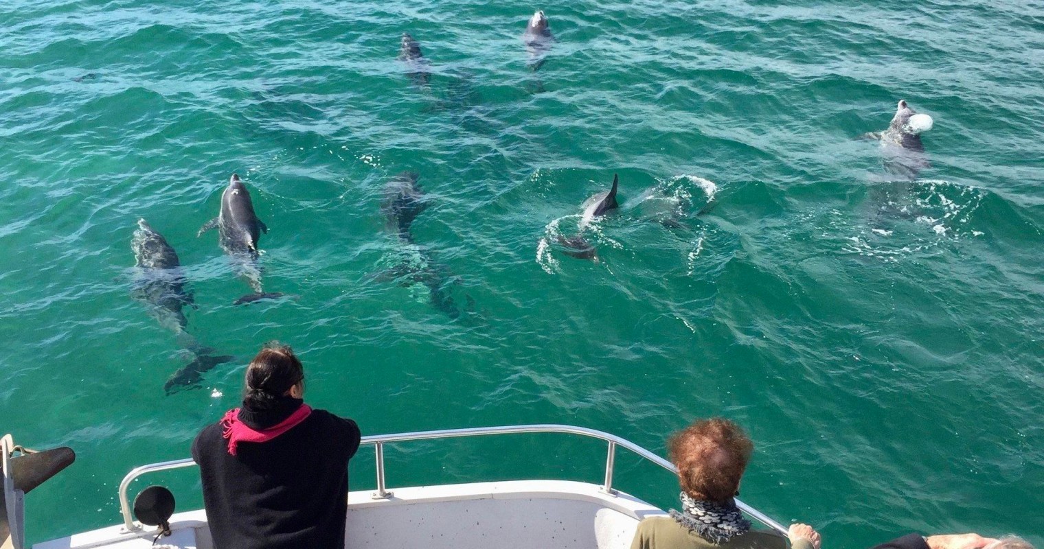 MV FreeSpirit cruise boat on Wallis Lake with dolphins at the bow, Forster NSW