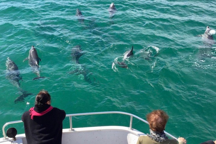 Dolphins of the bow of the ship - discover more on a lunch cruise with Free Spirit Cruises NSW