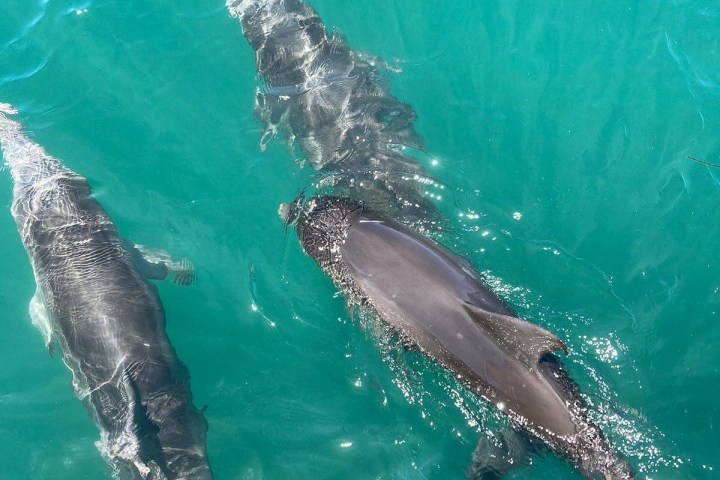 School of dolphins swimming in the water up to the boat - cruising along - Free Spirit Cruises NSW